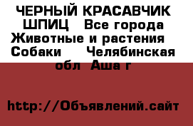 ЧЕРНЫЙ КРАСАВЧИК ШПИЦ - Все города Животные и растения » Собаки   . Челябинская обл.,Аша г.